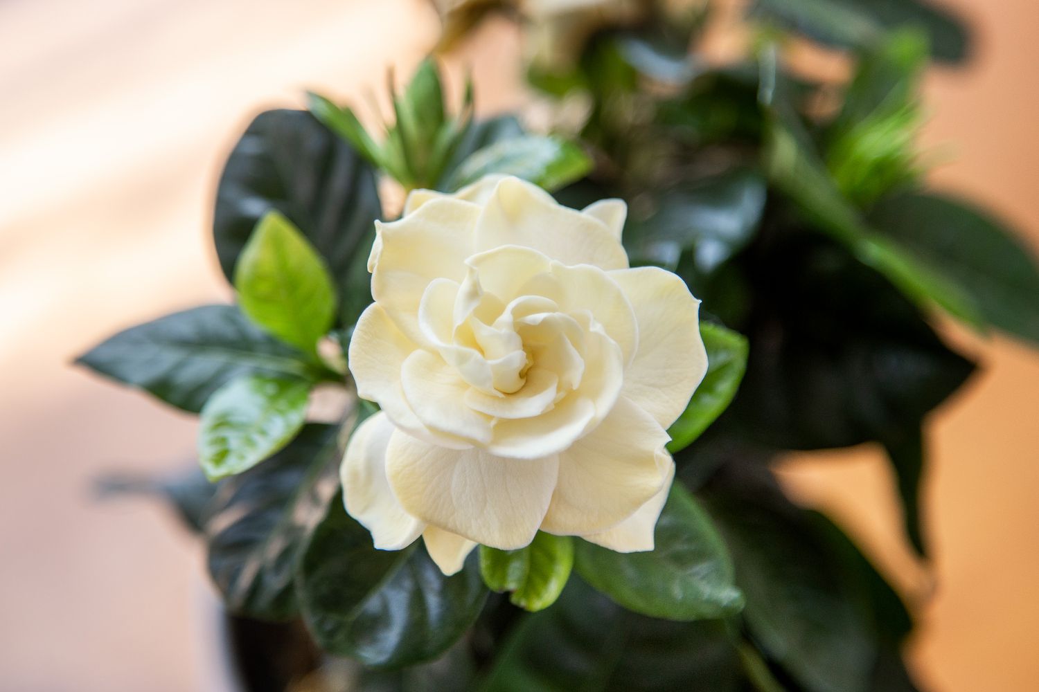 Planta de gardênia com flor branca creme acima de folhas verdes brilhantes em close-up