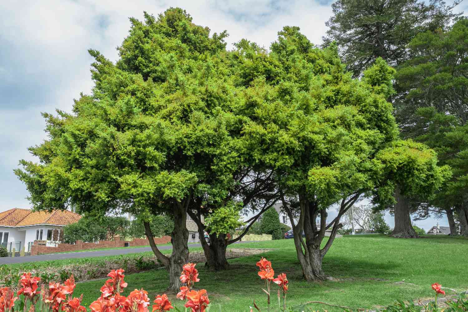 Podocarpus trees with bright green needles covering branches