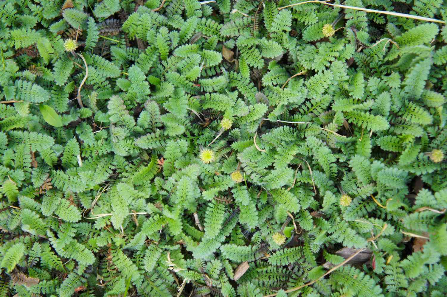 Cotula leptinella potentillina grüne Pflanze mit gelben Blüten Hintergrund