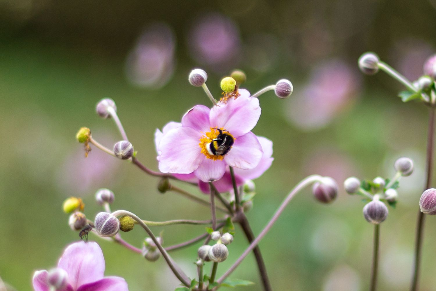 Rosa Blüte und Knospen mit Biene, die in gelbem Pollen sitzt