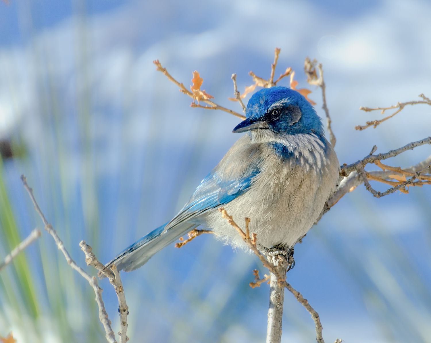 Woodhouse's Scrub-Jay