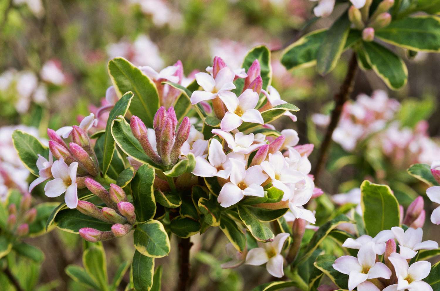 Daphne shrubs