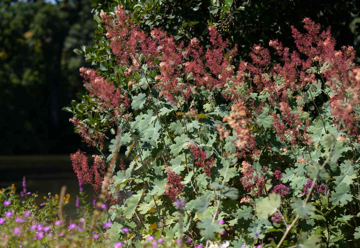 Klatschmohnstrauch mit roten Blüten im Garten