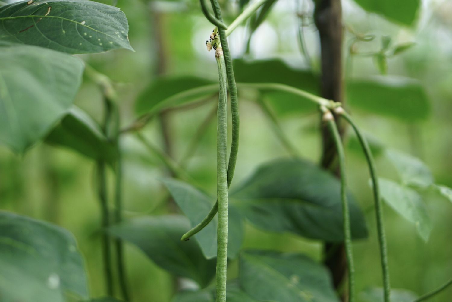 Yardlong bean pods hanging from end stems closeup