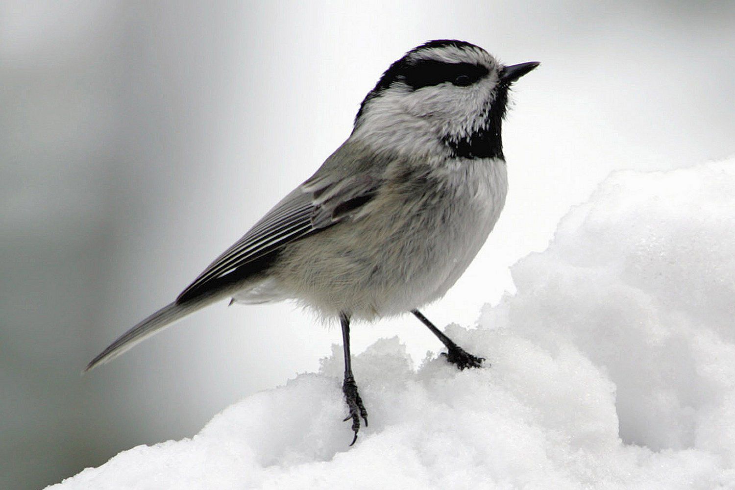 Chickadee da montanha