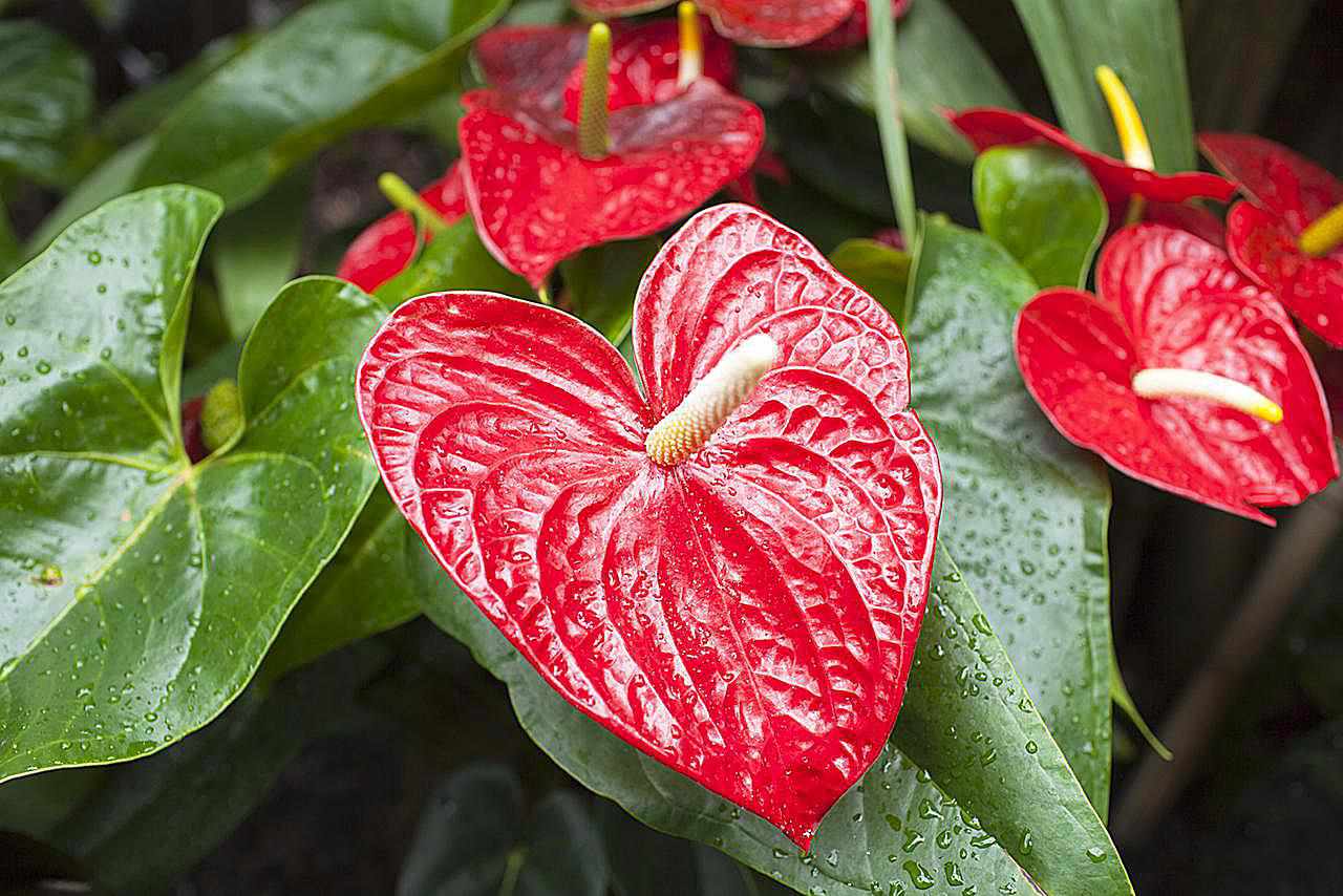 Flamingoblume, Rote Anthurie, tropische Pflanze aus der Gruppe der Aronstabgewächse (Araceae) mit Wassertropfen. Auch bekannt als Boy Flower