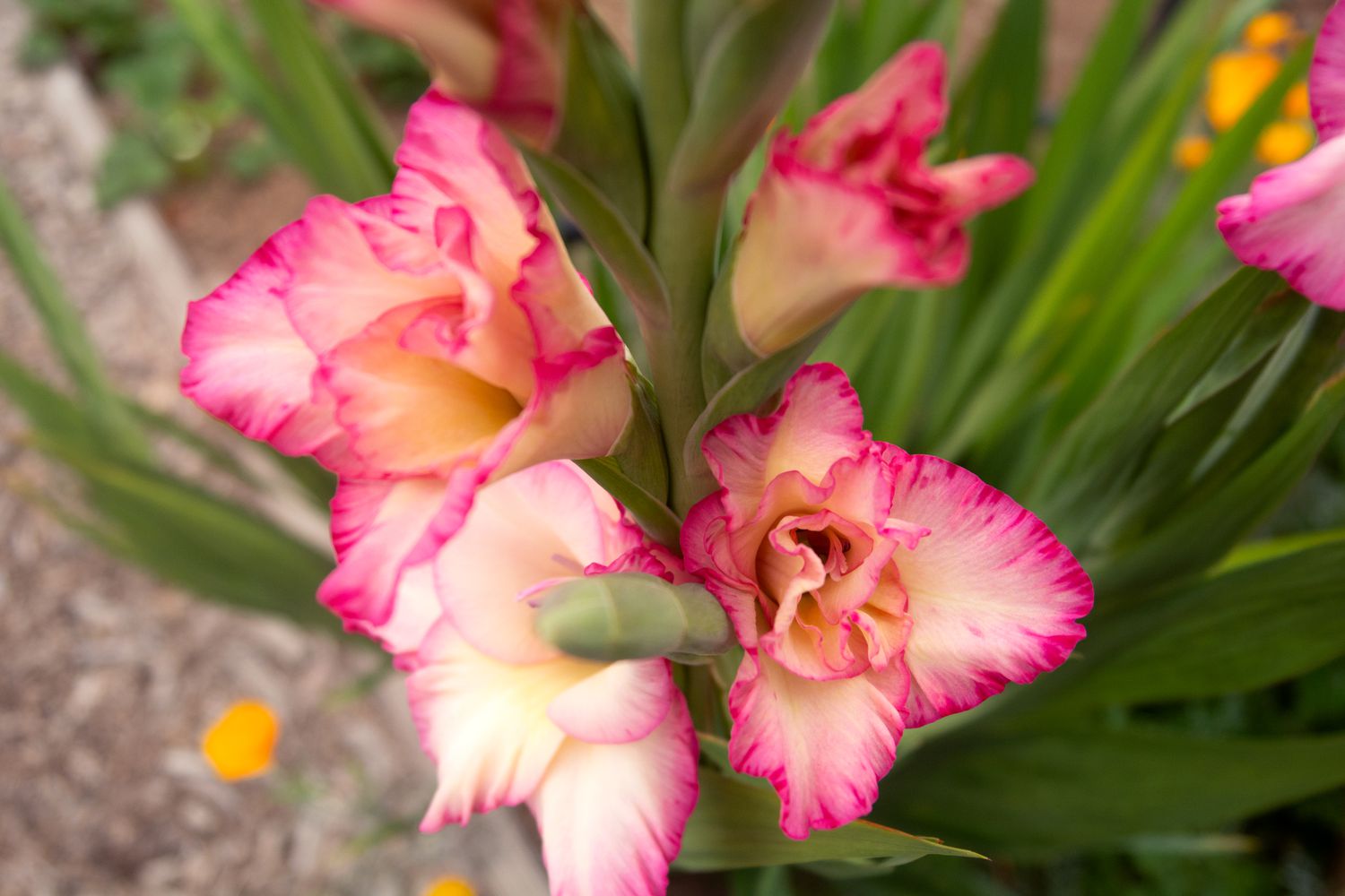 Gladiolenpflanze mit sich entfaltenden creme- und rosafarbenen Blüten in Nahaufnahme 