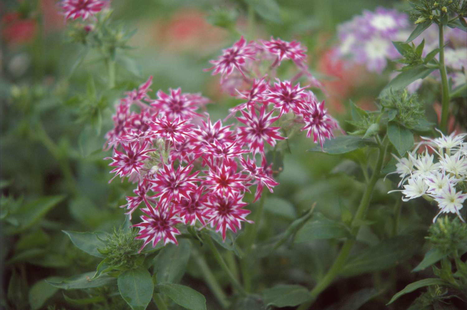 Phlox anual (Phlox drummondii)