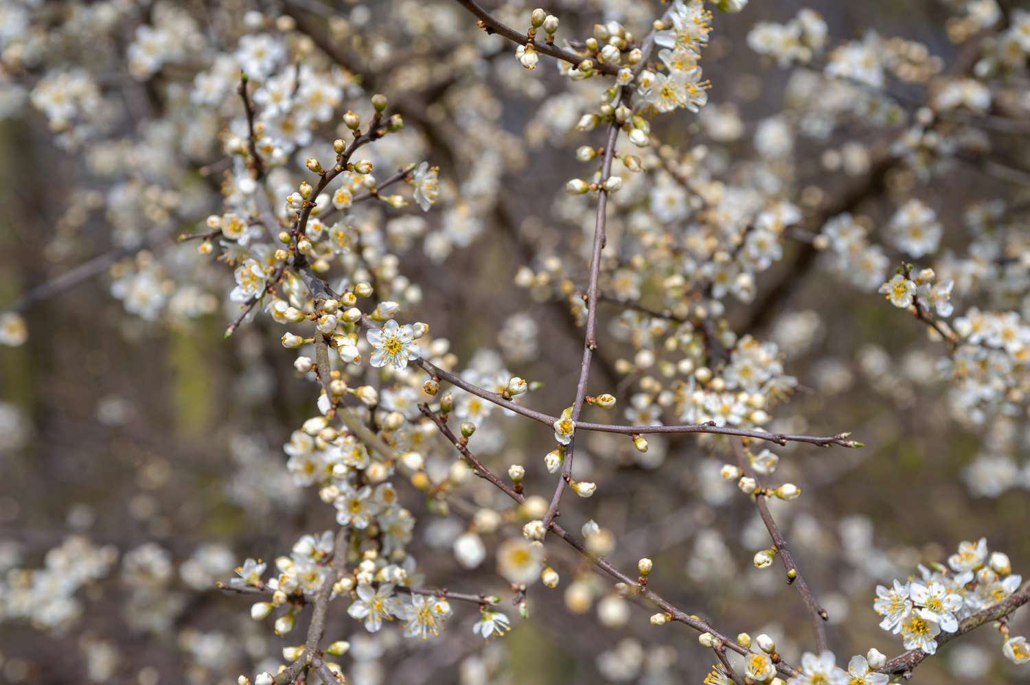 Schlehenzweige mit kleinen weißen Blüten und Knospen