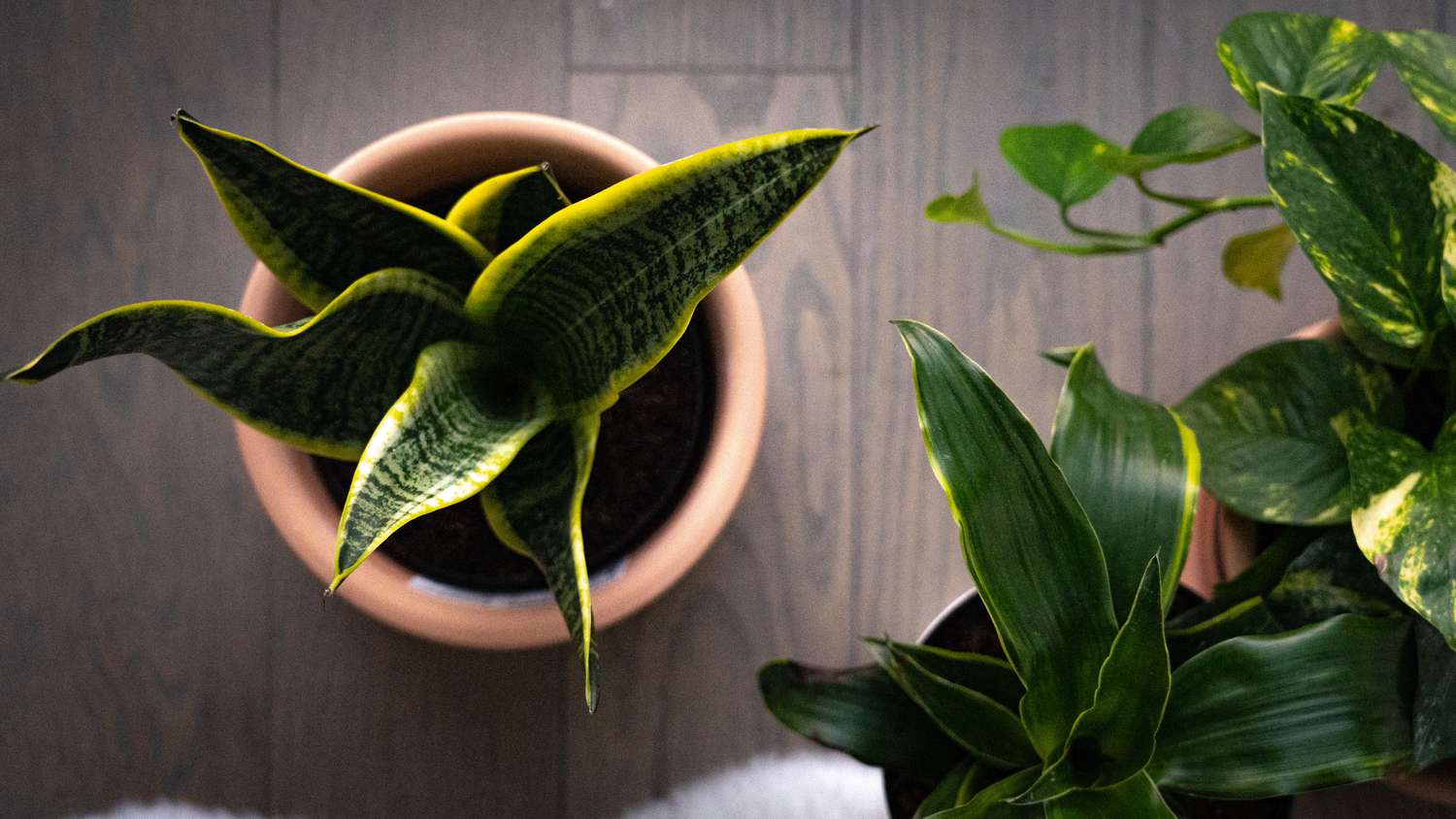 top view of three plants on a wood floor