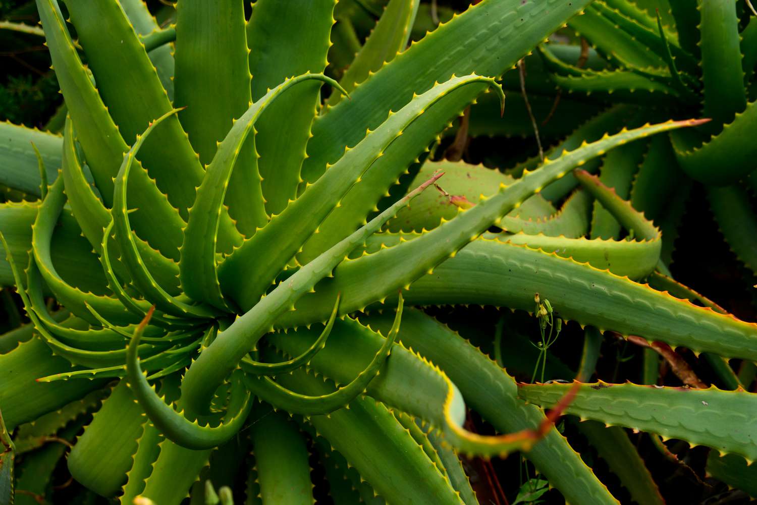 Cómo Cultivar Y Cuidar El Aloe De Krantz Aloe Arborescens Besthome365 9327