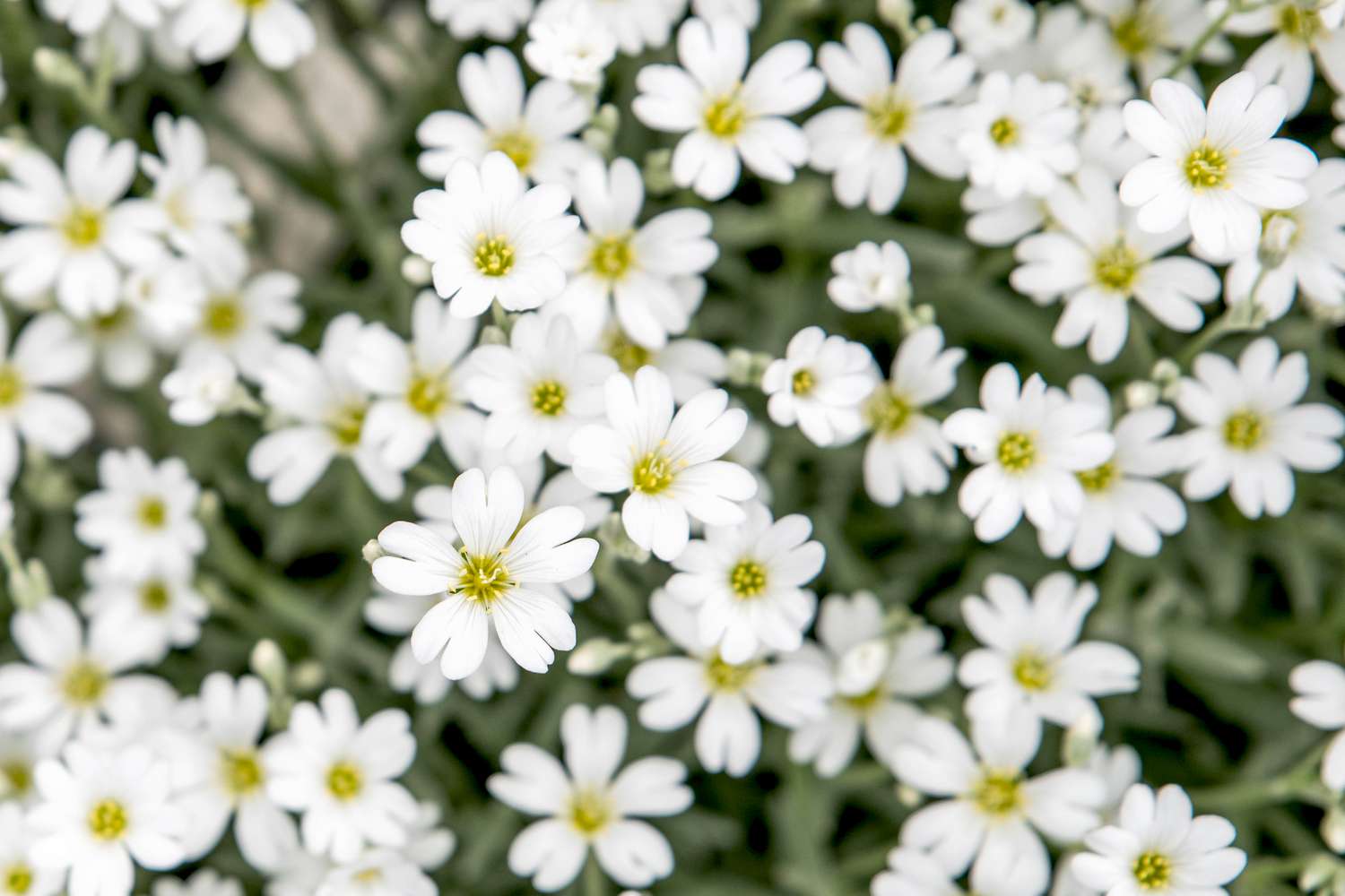 Weiße Blüten in der Mitte der Saison mit winzigen gelben Zentren in Großaufnahme