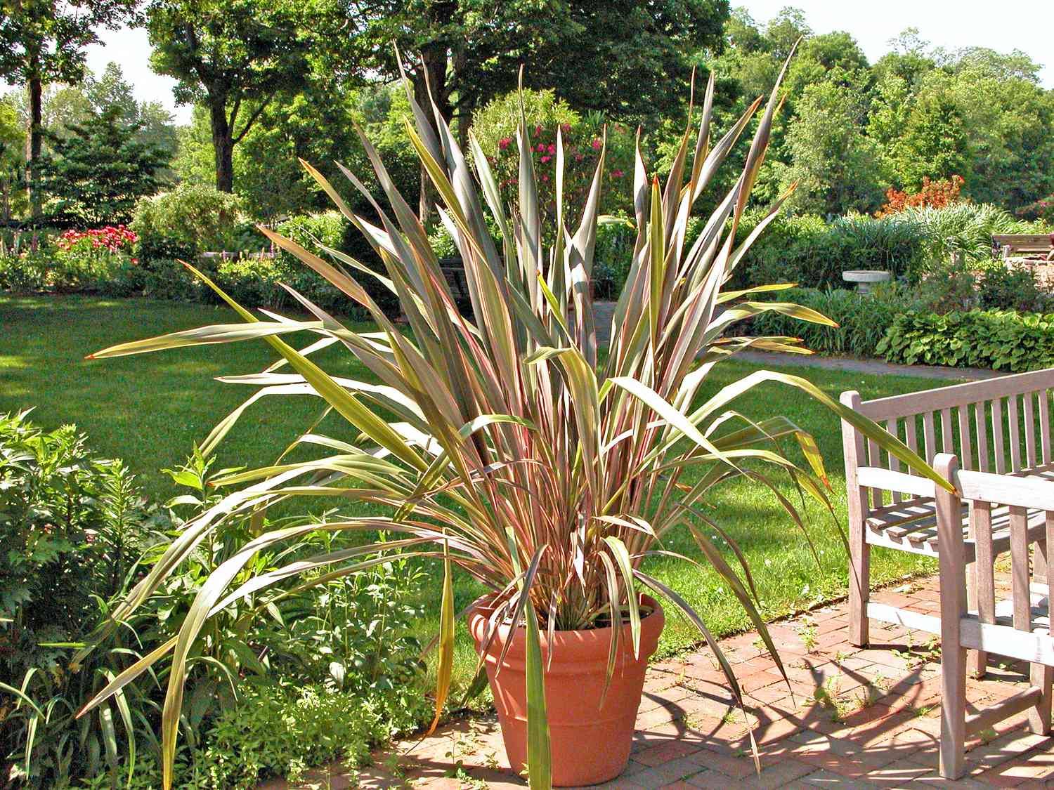 New Zealand Flax (Phormium tenax e híbridos)