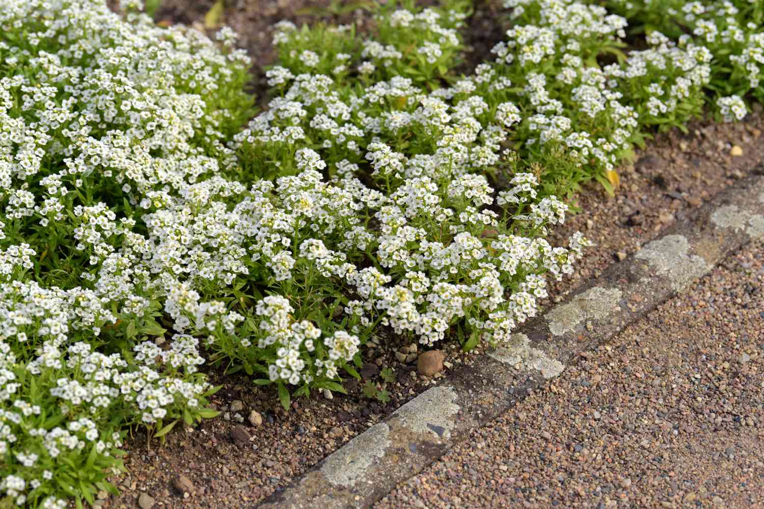 Dulces plantas de alyssum con racimos de pequeñas flores blancas a un lado del camino
