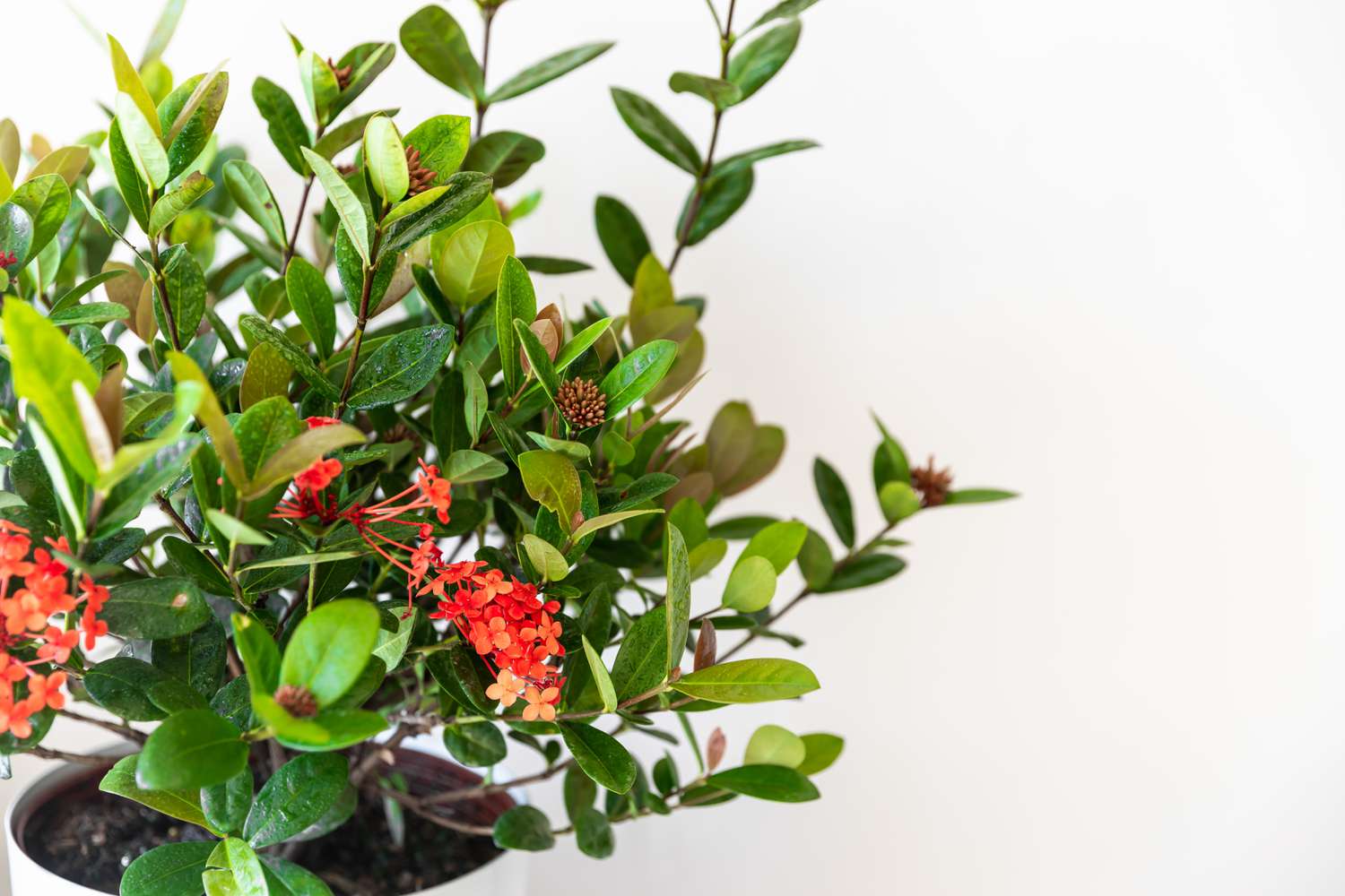 Ixora-Pflanze mit roten Blüten und grünen Blättern im Topf in Nahaufnahme