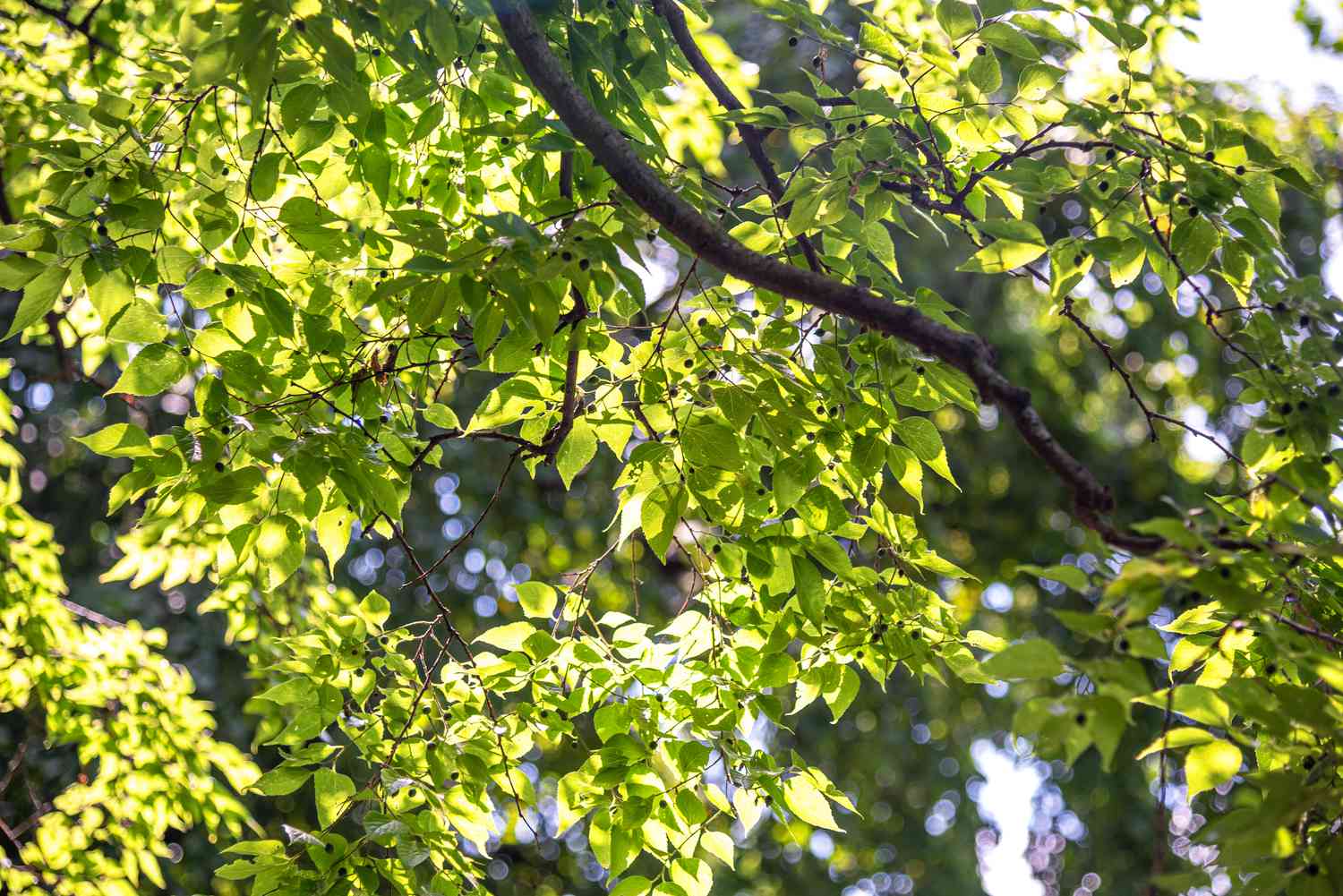 Zweig des Hackbeerbaums mit ausladenden grünen Blättern im Sonnenlicht