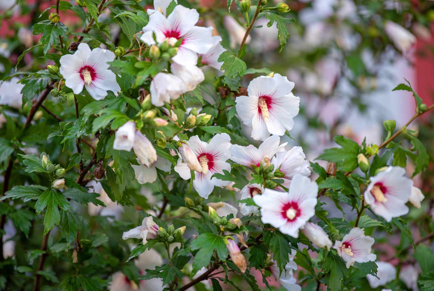 Weiße Hibiskusblüten mit roter Mitte im Garten