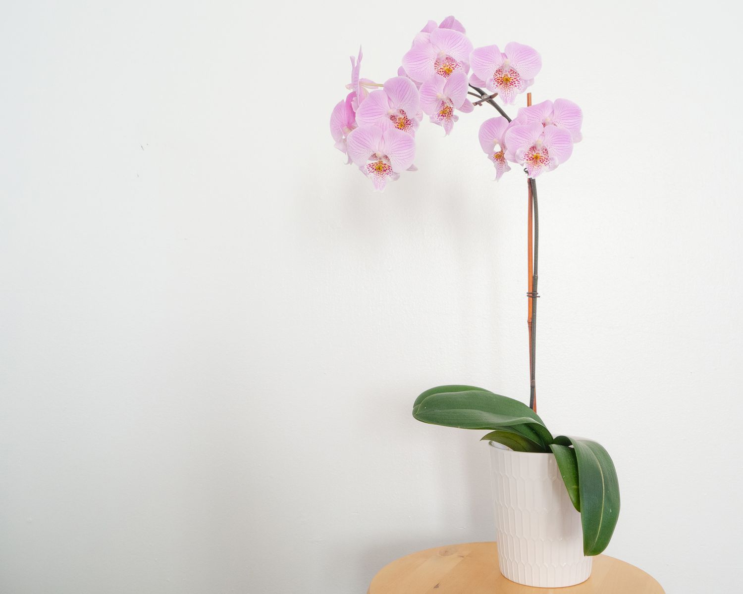 una orquídea sobre una mesa auxiliar