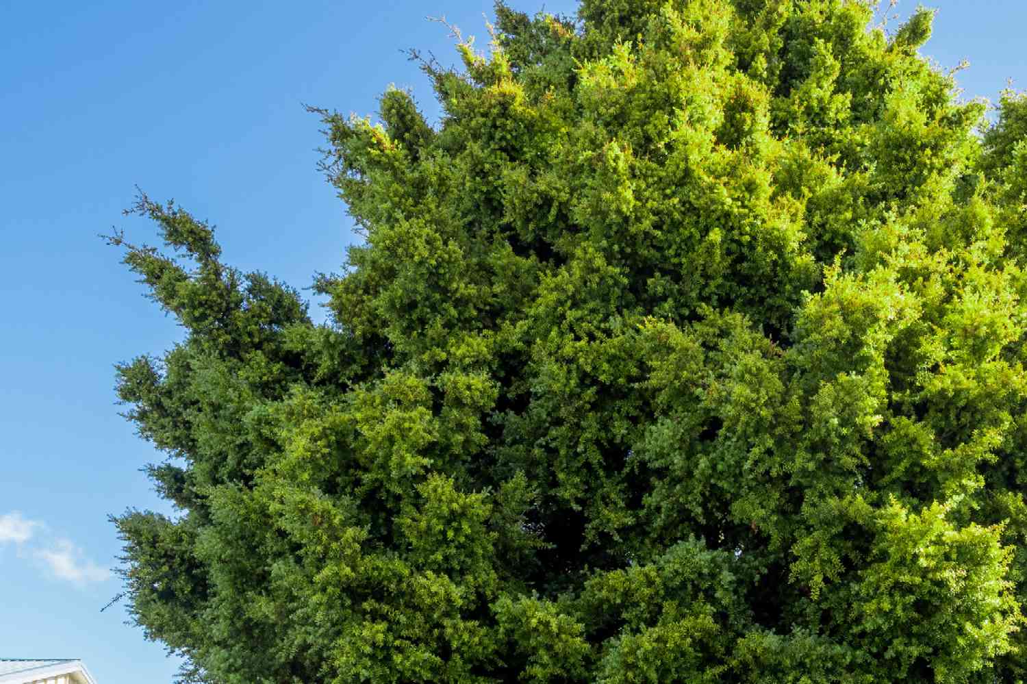 Podocarpus tree branches full of bright green needles against blue sky