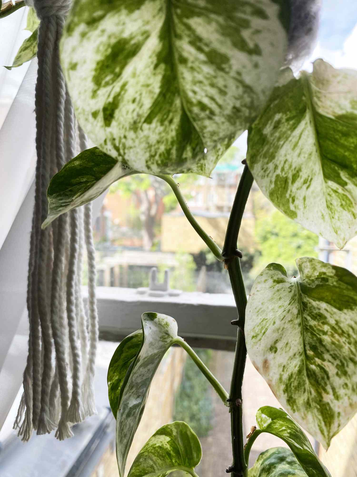 Marmorkönigin Pothos mit Knoten