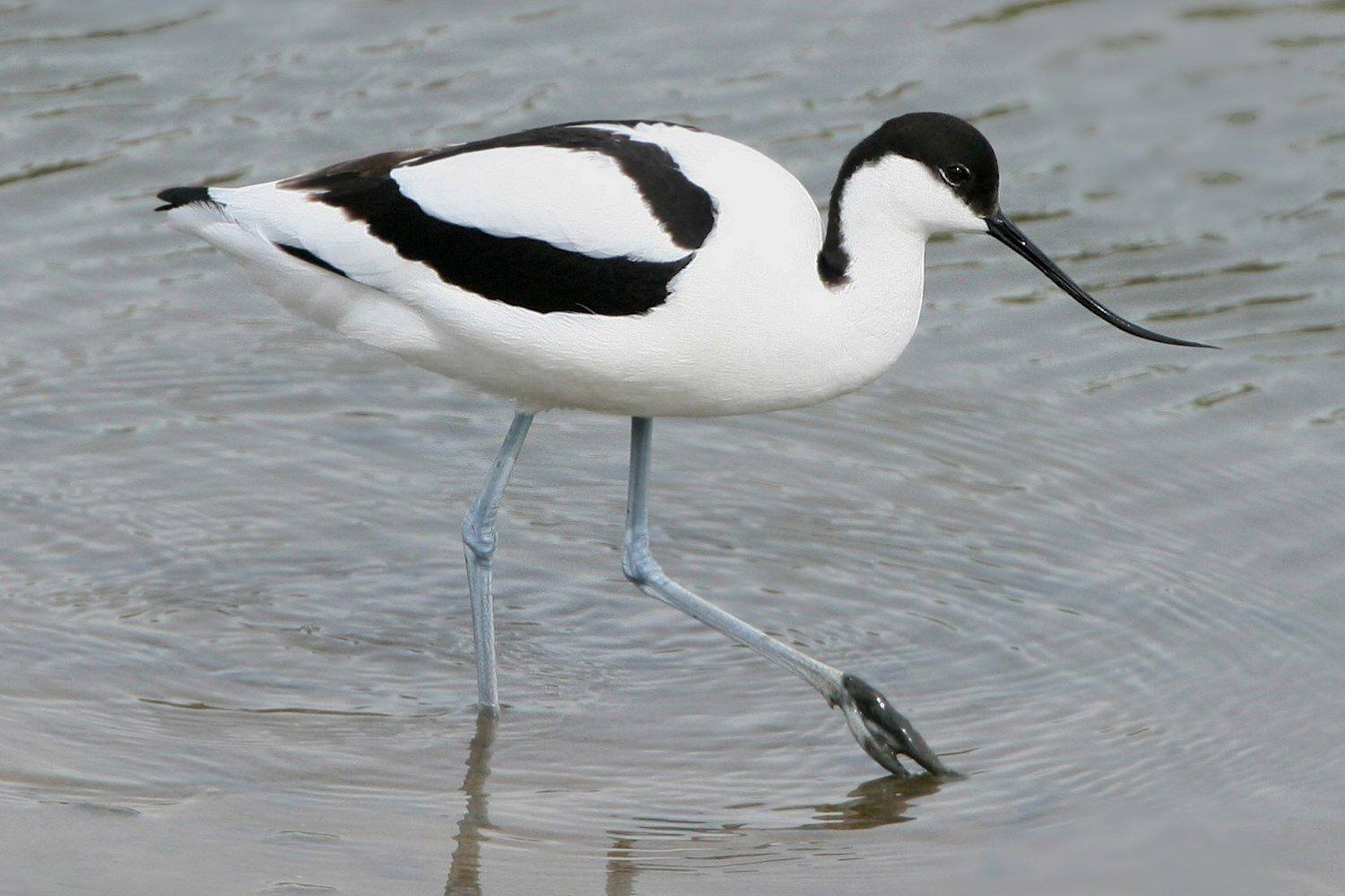 Pied Avocet