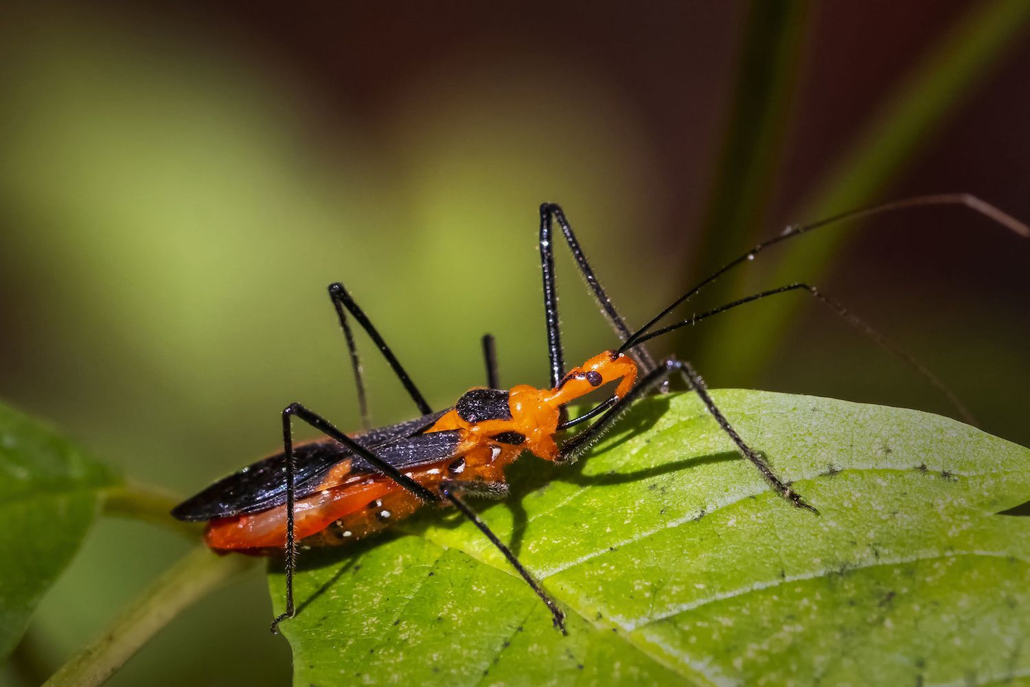 Rotes und schwarzes Insekt mit stacheligen schwarzen Beinen auf einem grünen Blatt