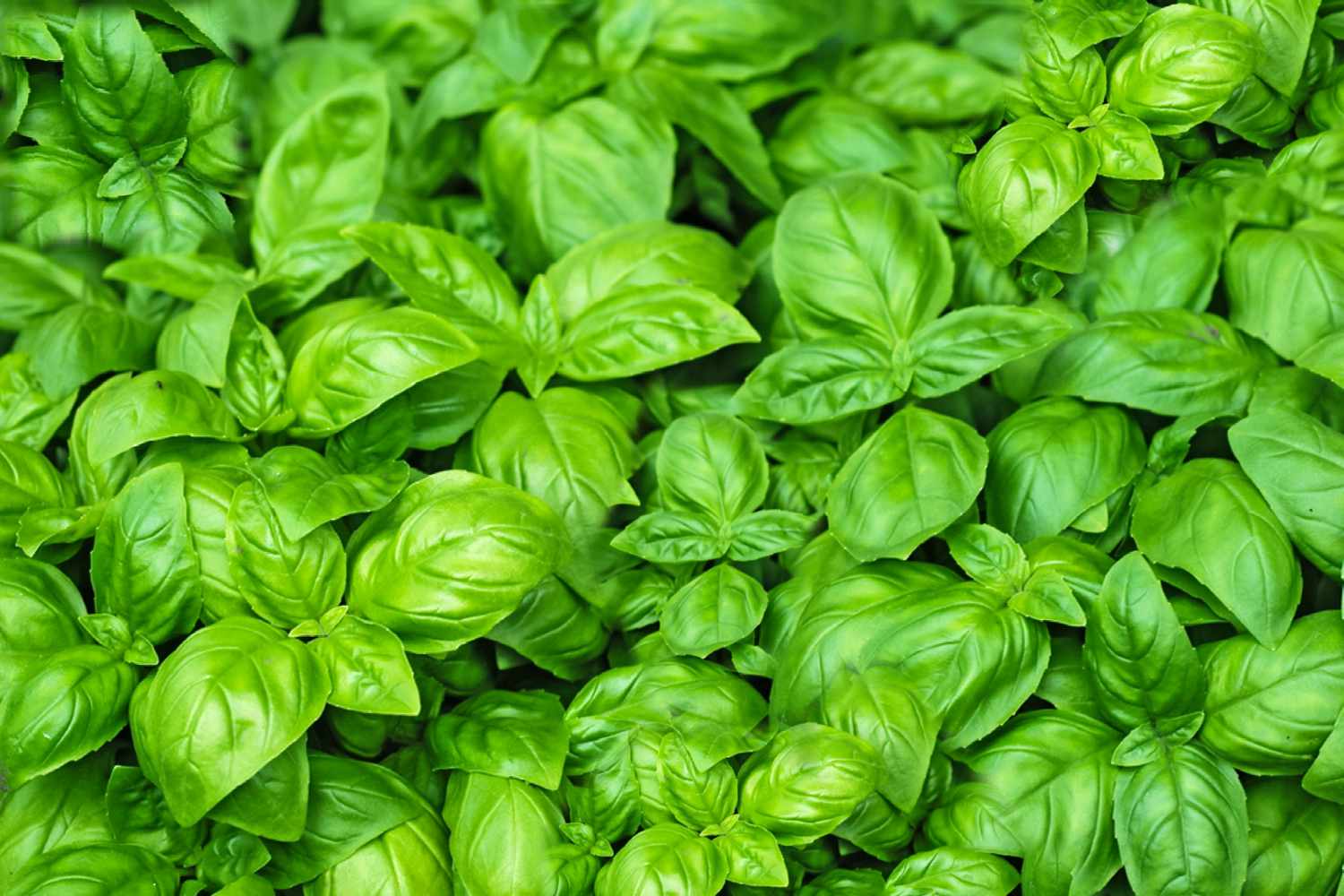 basil