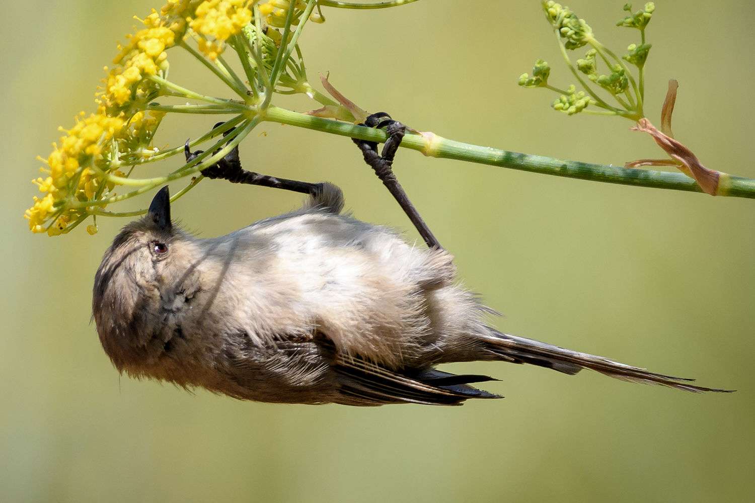 Bushtit