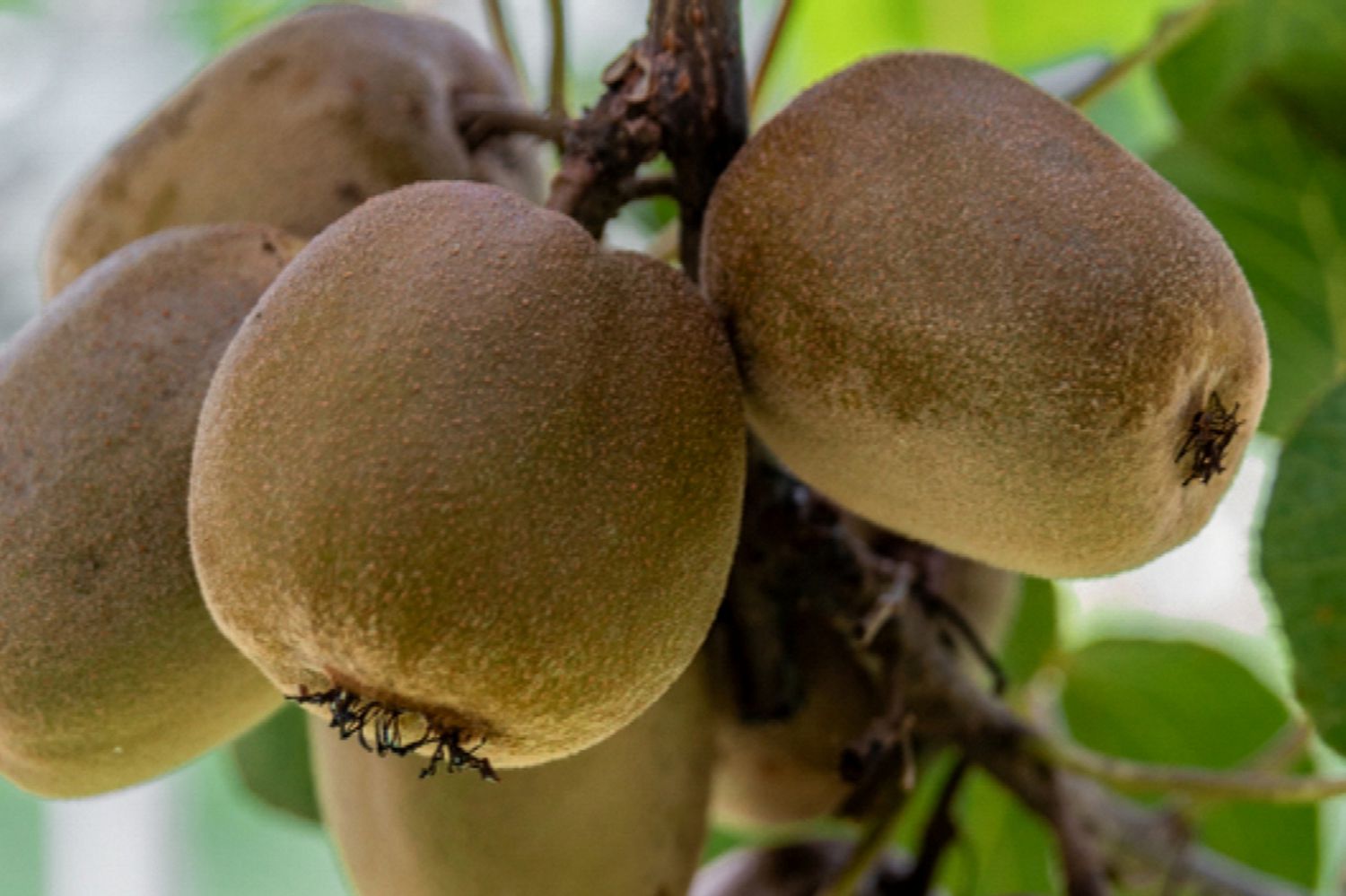 Kiwi marrón en forma de huevo colgando del tallo con la piel peluda primer plano