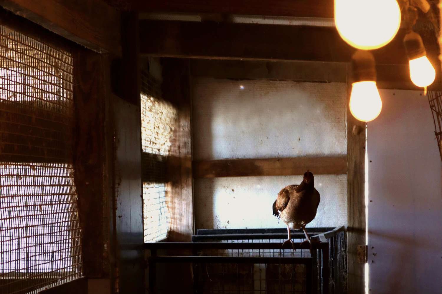 Hühnerstall mit Hängelampen und natürlichem Lichteinfall und Huhn in der Mitte in Großaufnahme