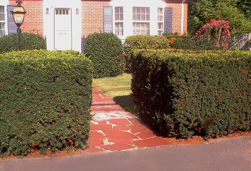 Die Öffnung in der Hecke dient als 