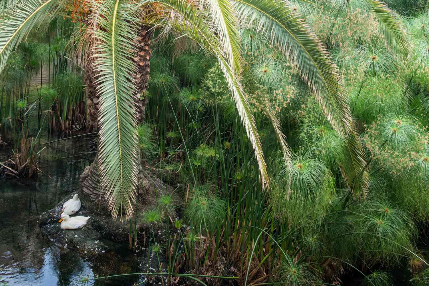 Papyruspflanzen mit schirmartigen Strahlen auf Schilfhalmen am Wasser mit Enten und Palme in der Nähe