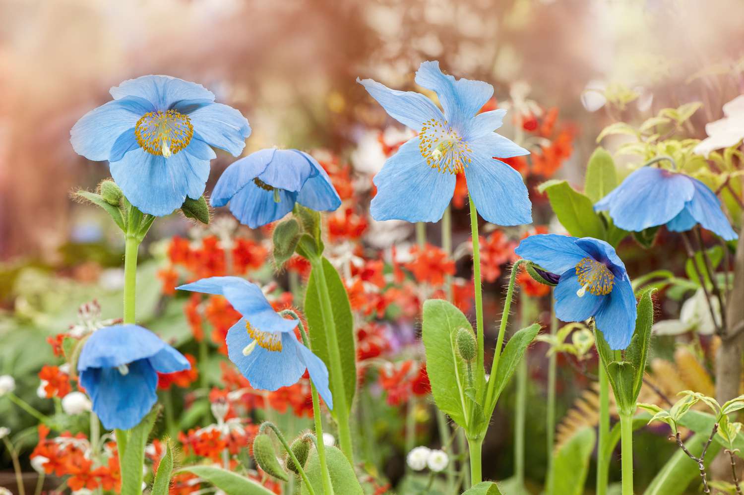 Um conjunto de flores de papoula azul