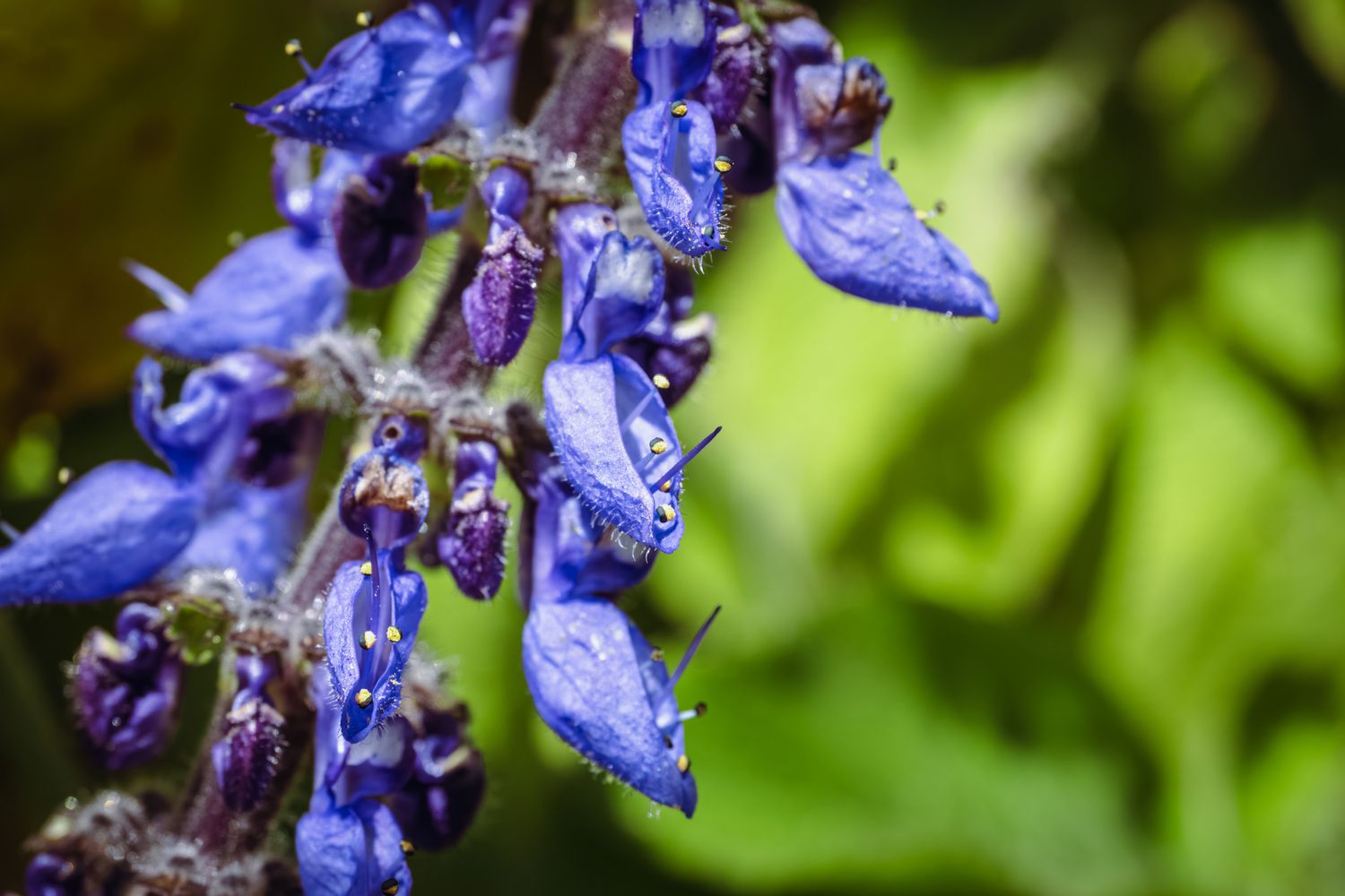 Tallo de flores de espuela azul con capullos y pétalos azul púrpura intenso primer plano