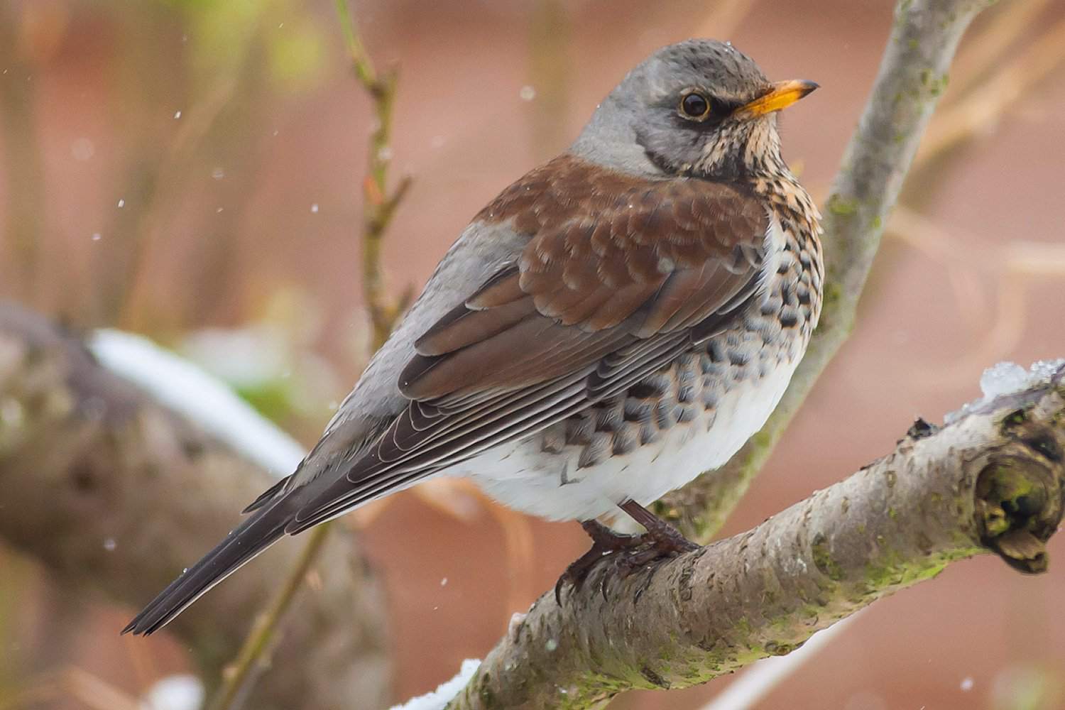 Fieldfare