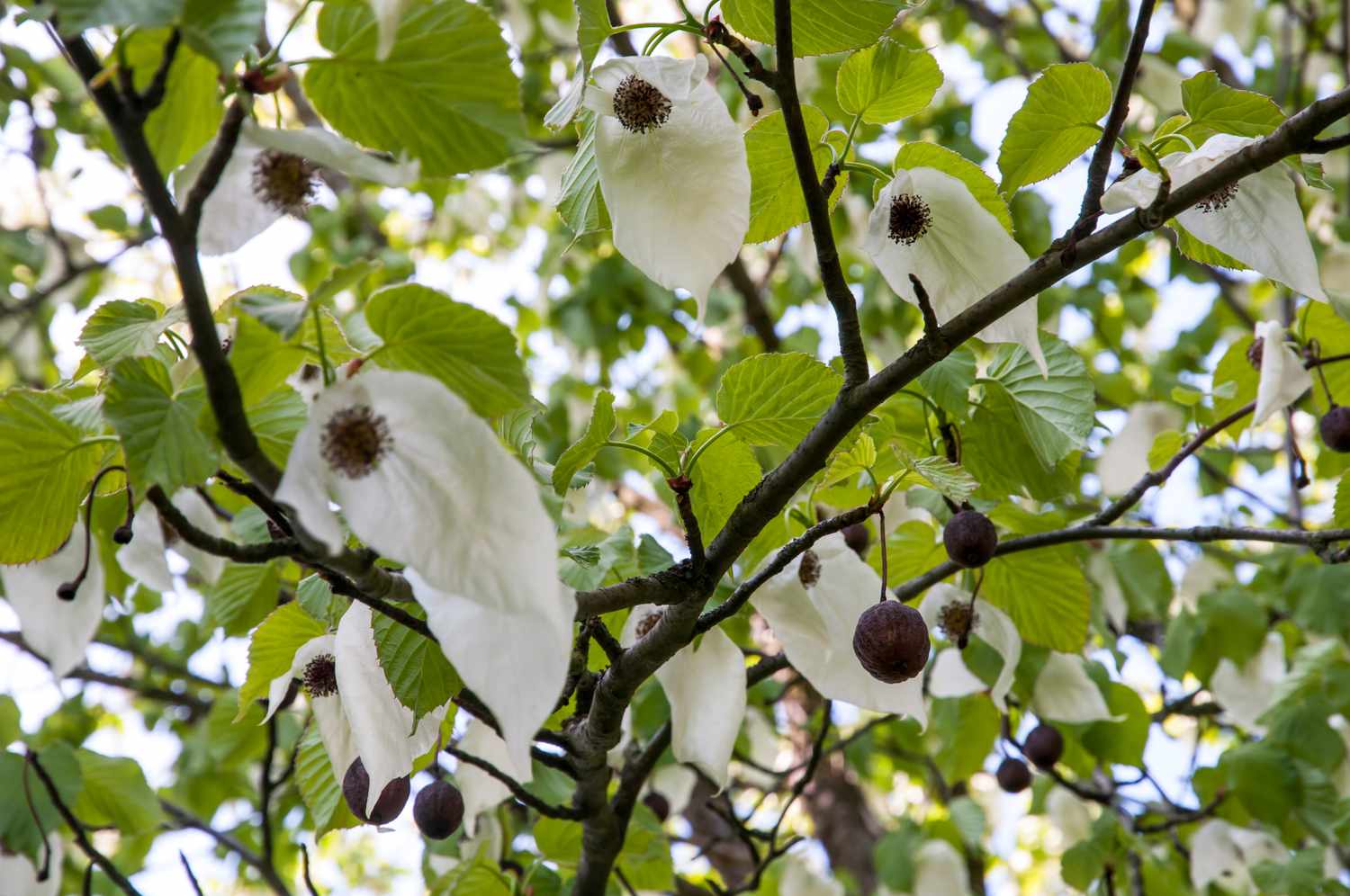 Taubenbaumzweig mit dunklen Ästen, herzförmigen Blättern und weißen Hüllblättern, die mit rötlich-violetten Staubbeuteln hängen