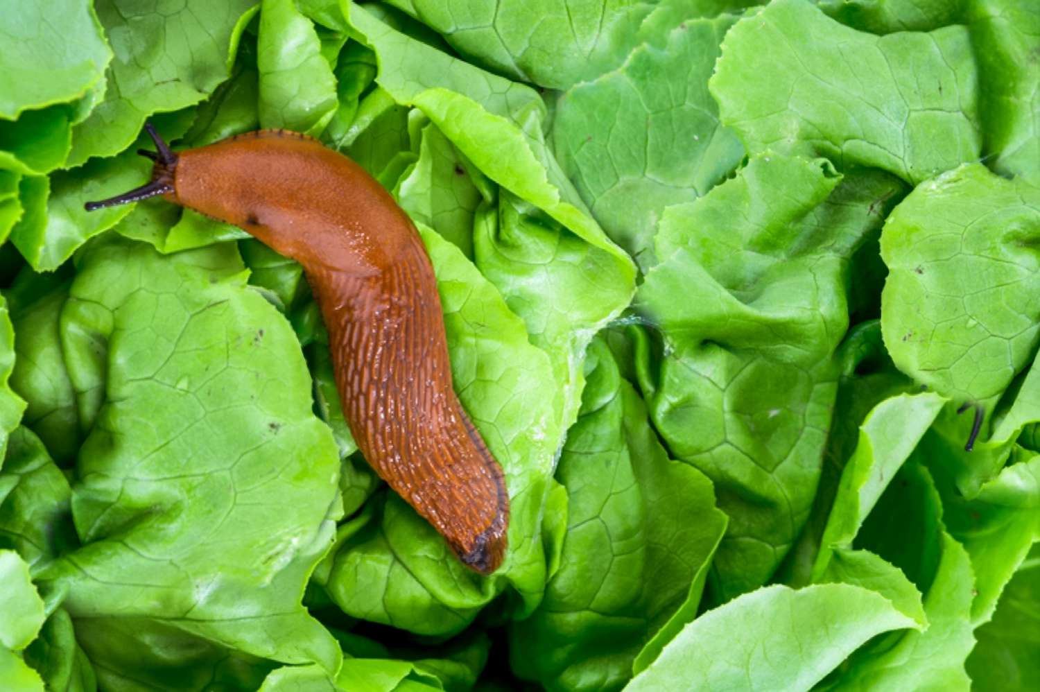 caracoles en el jardín