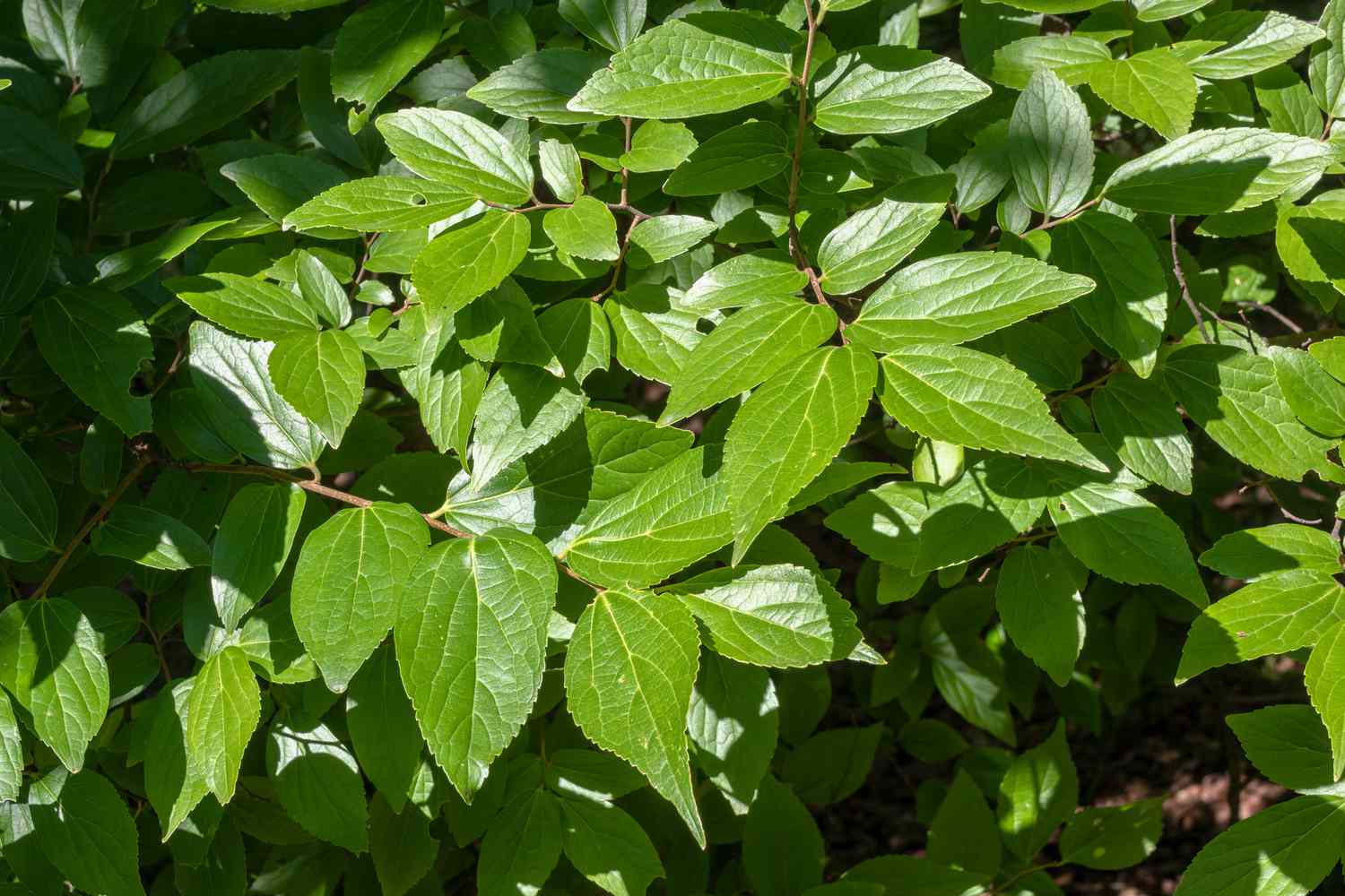 Netleaf hackberry tree branches with bright green and veined leaves