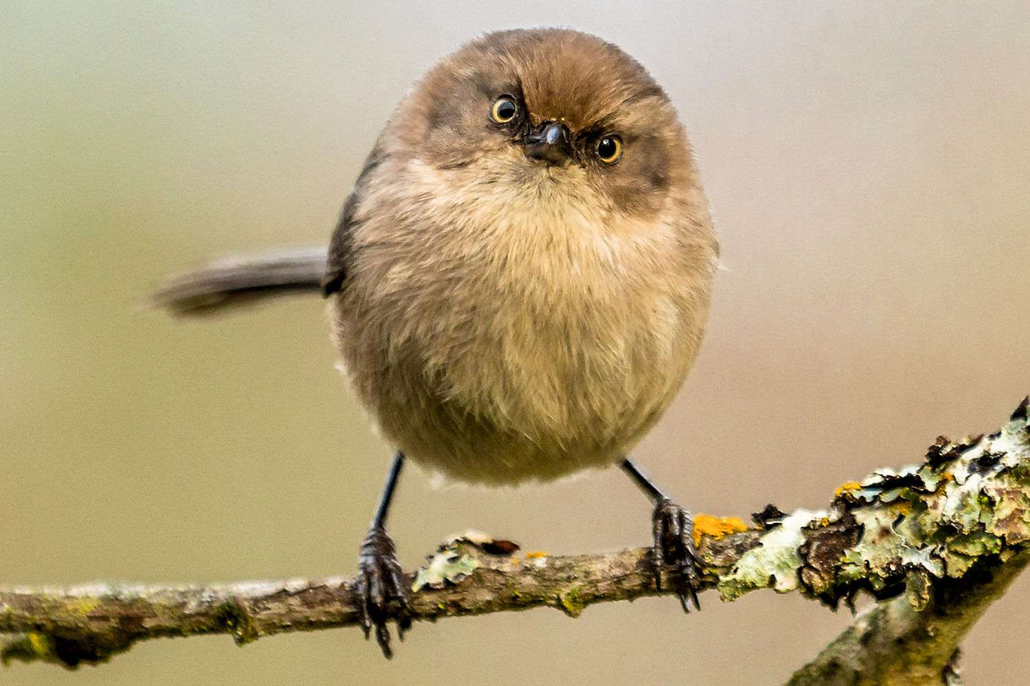 Bushtit - Weiblich