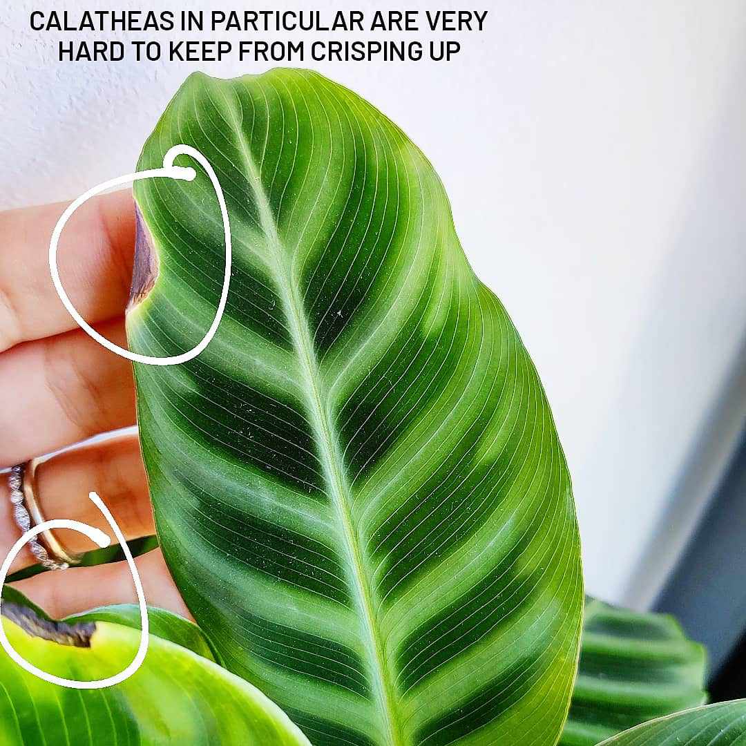 Calathea con bordes crujientes