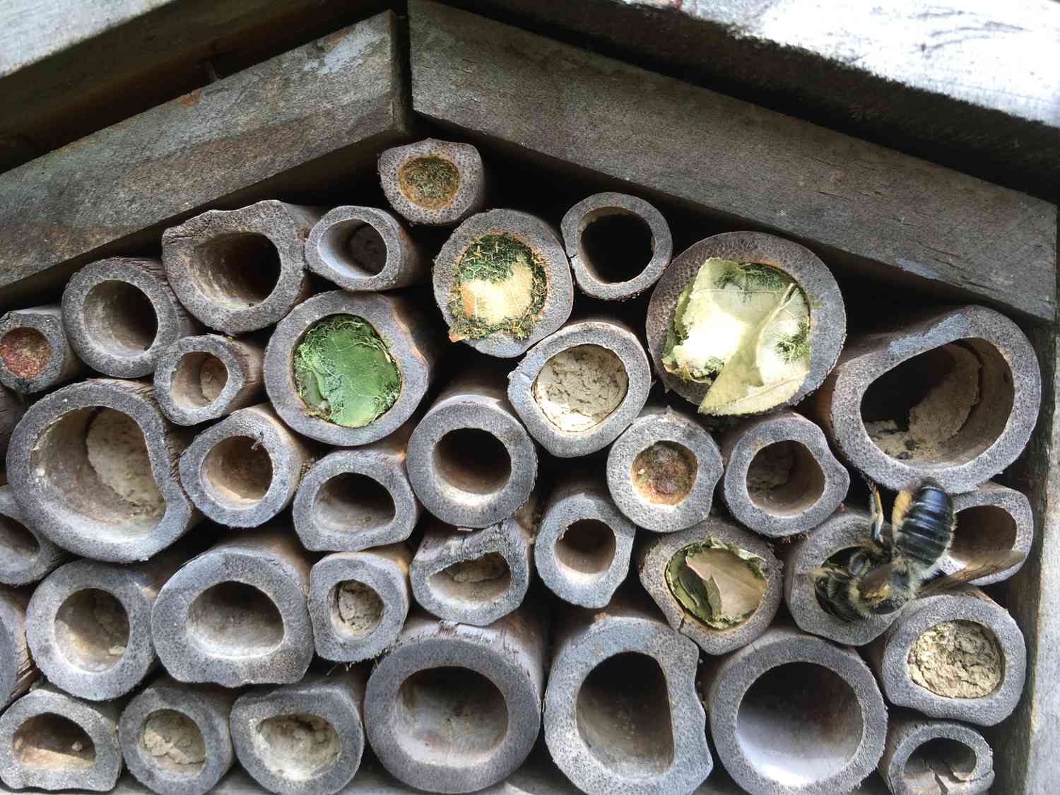 Blattschneiderbiene in Aktion im Bienenhotel