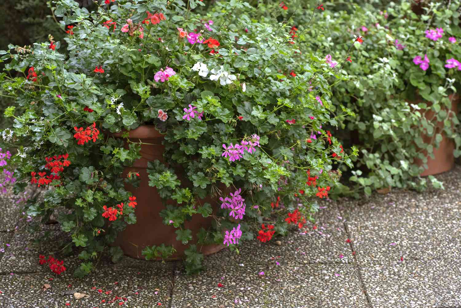 Plantas de gerânio hera penduradas em recipientes com pequenas flores rosas, vermelhas e brancas e folhas circulares