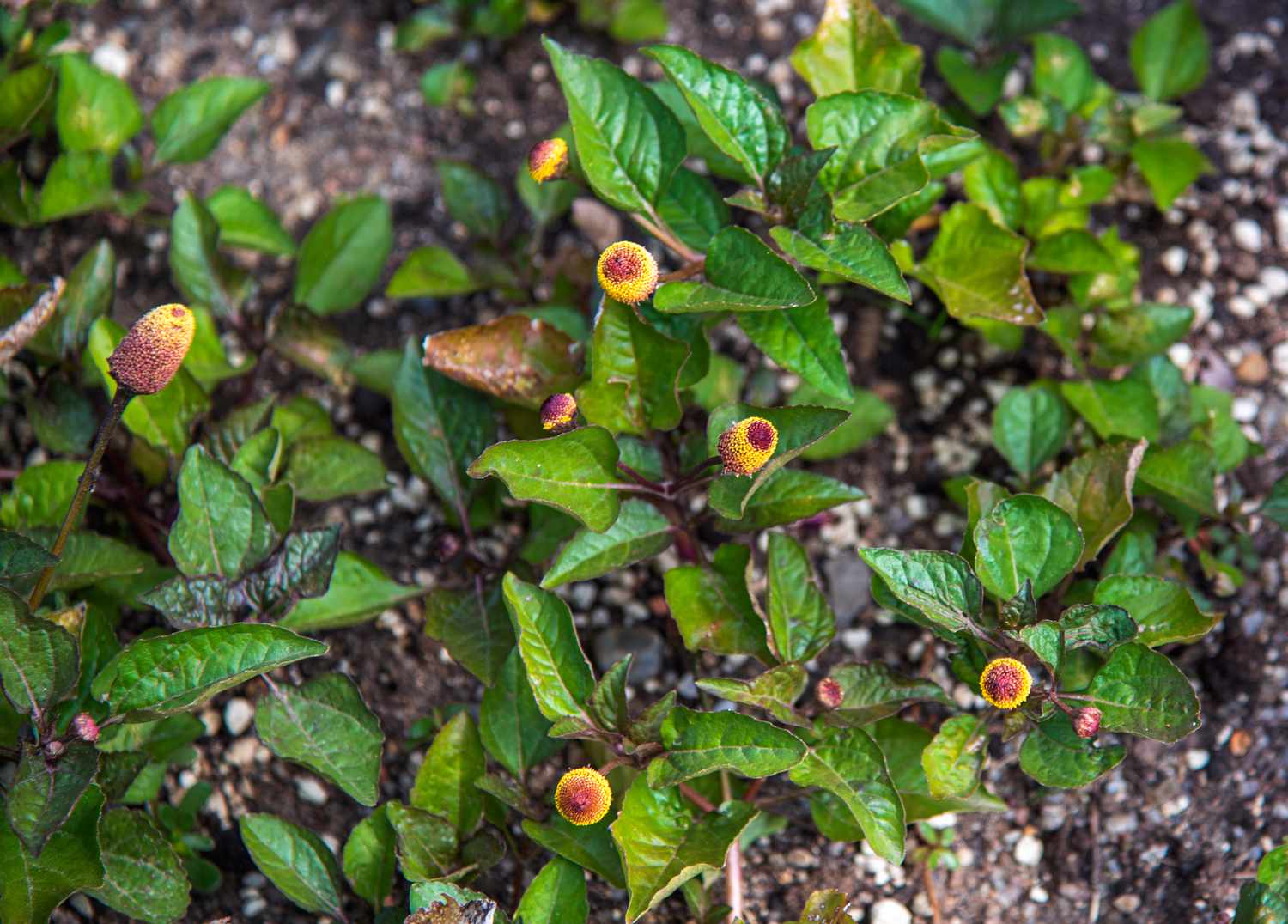 Augapfelpflanze mit roten und gelben Blüten von oben gesehen