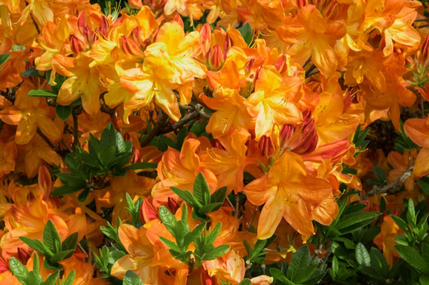 Gibraltar-Azalee blühender Strauch mit trichterförmigen orangefarbenen Blütenblättern in Büscheln