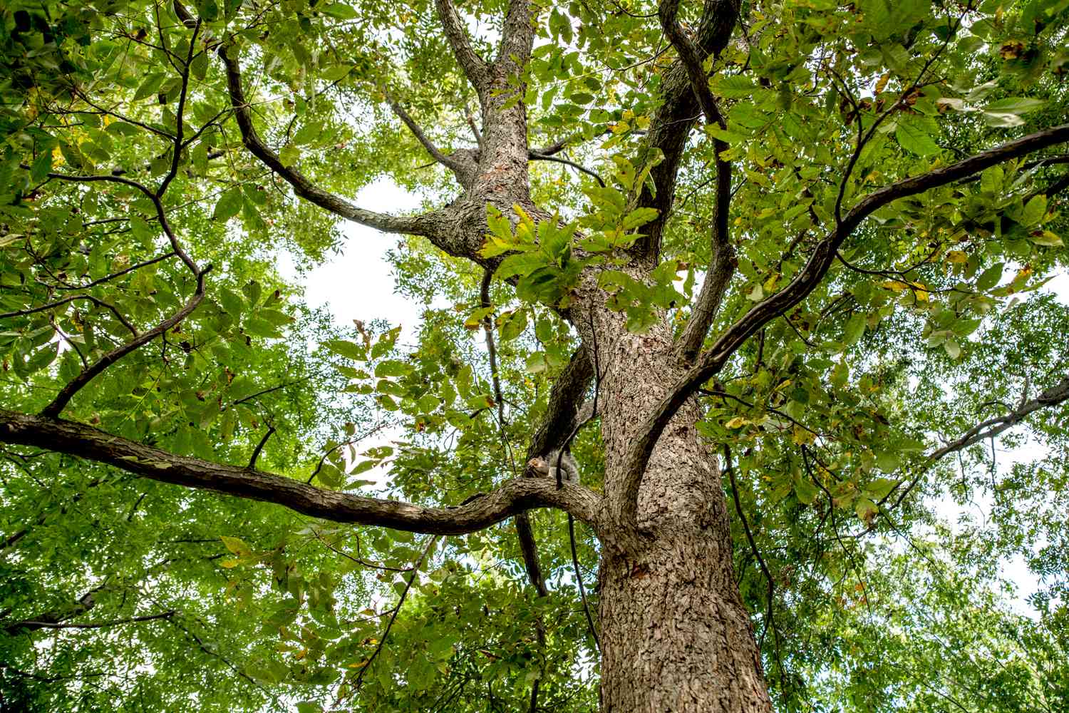 Pecan tree