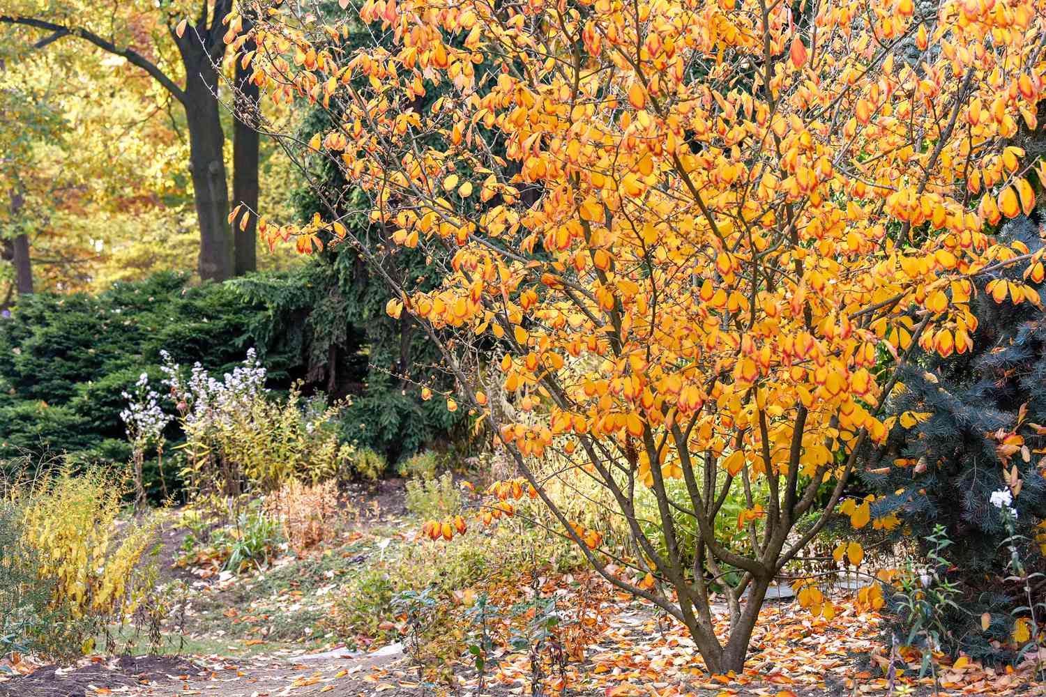 Hamamelisstrauch mit orangefarbenen Blättern mitten im Wald
