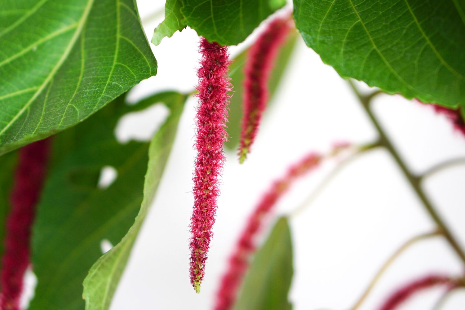 Planta Acalypha com flores vermelhas tipo escova de garrafa penduradas em close-up