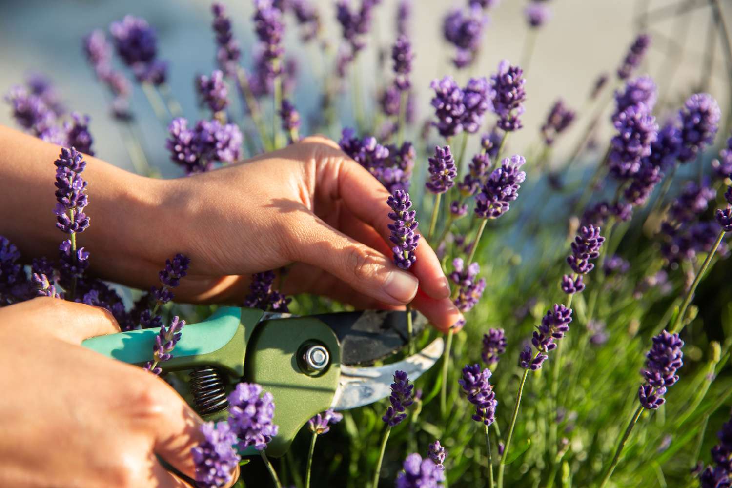 harvesting English lavender