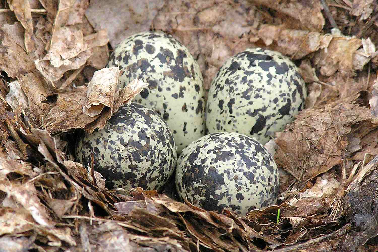 Killdeer Nest