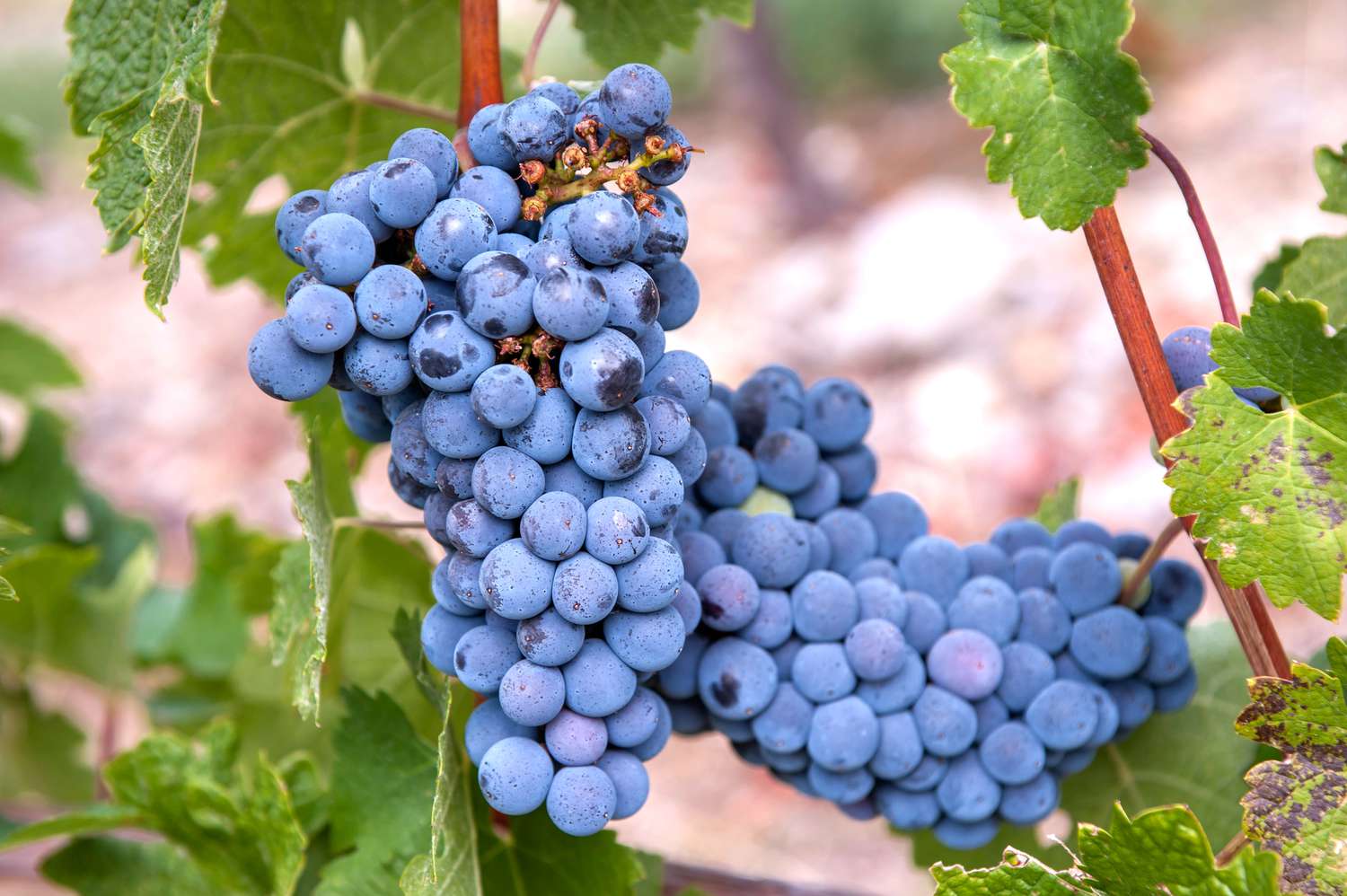 Gewöhnliche Cabernet-Sauvignon-Rebstöcke mit blauen Trauben